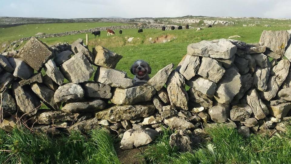 Lanelodge Doolin Bagian luar foto